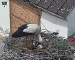Capi_Dubne_20250602_121503.jpg