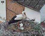 Capi_Dubne_20250602_122004.jpg