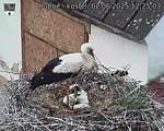 Capi_Dubne_20250602_122503.jpg