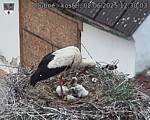 Capi_Dubne_20250602_123003.jpg