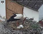 Capi_Dubne_20250602_124504.jpg
