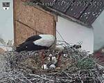 Capi_Dubne_20250602_125002.jpg