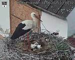 Capi_Dubne_20250602_130002.jpg