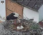 Capi_Dubne_20250602_130502.jpg