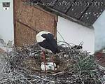 Capi_Dubne_20250602_131002.jpg