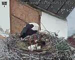 Capi_Dubne_20250602_133002.jpg
