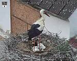 Capi_Dubne_20250602_134502.jpg
