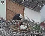 Capi_Dubne_20250602_135002.jpg