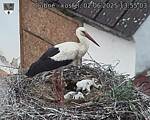 Capi_Dubne_20250602_135503.jpg
