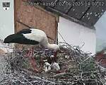Capi_Dubne_20250602_140002.jpg