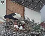 Capi_Dubne_20250602_140502.jpg