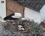 Capi_Dubne_20250602_141004.jpg