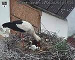 Capi_Dubne_20250602_141503.jpg