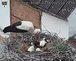 Capi_Dubne_20250602_142004.jpg