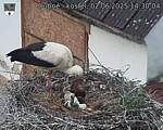 Capi_Dubne_20250602_143004.jpg