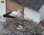Capi_Dubne_20250602_143504.jpg