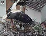 Capi_Dubne_20250602_144002.jpg