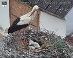 Capi_Dubne_20250602_144504.jpg