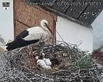 Capi_Dubne_20250602_145003.jpg