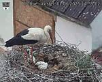 Capi_Dubne_20250602_145502.jpg