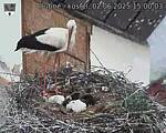 Capi_Dubne_20250602_150003.jpg