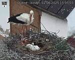 Capi_Dubne_20250602_150503.jpg