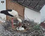 Capi_Dubne_20250602_151002.jpg