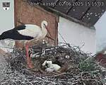Capi_Dubne_20250602_151503.jpg