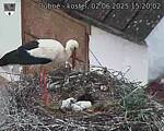 Capi_Dubne_20250602_152002.jpg