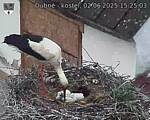 Capi_Dubne_20250602_152503.jpg