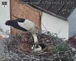 Capi_Dubne_20250602_153002.jpg
