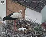 Capi_Dubne_20250602_153502.jpg