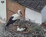 Capi_Dubne_20250602_154003.jpg