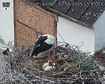 Capi_Dubne_20250602_154503.jpg