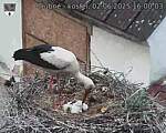 Capi_Dubne_20250602_160003.jpg
