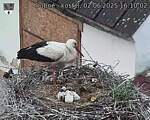 Capi_Dubne_20250602_161002.jpg