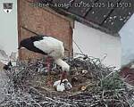 Capi_Dubne_20250602_161503.jpg