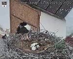 Capi_Dubne_20250602_162502.jpg
