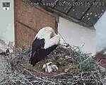 Capi_Dubne_20250602_163003.jpg