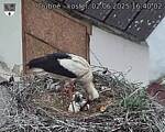 Capi_Dubne_20250602_164002.jpg