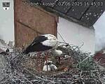 Capi_Dubne_20250602_164503.jpg