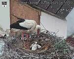 Capi_Dubne_20250602_165503.jpg