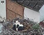 Capi_Dubne_20250602_170504.jpg