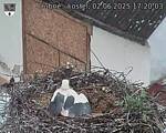 Capi_Dubne_20250602_172003.jpg