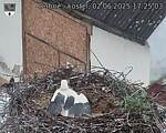 Capi_Dubne_20250602_172503.jpg