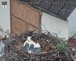 Capi_Dubne_20250602_174504.jpg