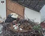 Capi_Dubne_20250602_175503.jpg