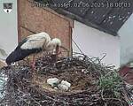 Capi_Dubne_20250602_180003.jpg