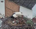 Capi_Dubne_20250602_180503.jpg