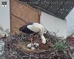 Capi_Dubne_20250602_181003.jpg